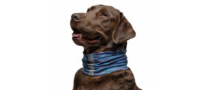 Dog Buff®