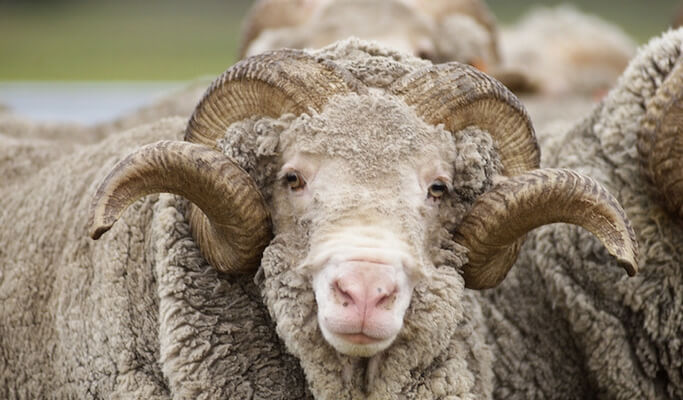 A merino wool sheep looking straight into the camera